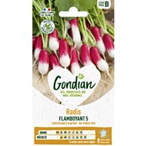 Radis Flamboyant 5 - GONDIAN