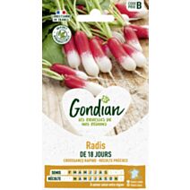 Radis de 18 Jours - GONDIAN