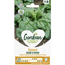Epinard Géant d'Hiver - GONDIAN