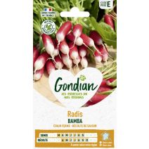 Radis Bamba - GONDIAN