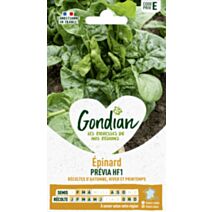 Epinard Prévia HF1 - GONDIAN