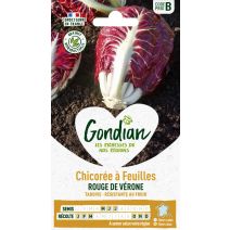 Chicorée Rouge de Vérone Hâtive - GONDIAN