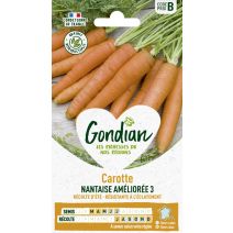 Carotte Nantaise Améliorée 3 - GONDIAN