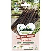Scorsonère Géante Noire de Russie - GONDIAN