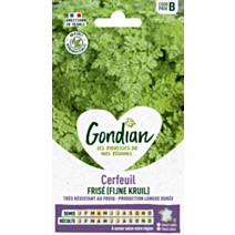 Cerfeuil Frisé - GONDIAN