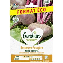 Betterave potagère Noire Plate d'Egypte - GONDIAN