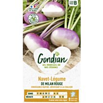 Navet-Légume de Milan Rouge Extra-Hâtif à Châssis - GONDIAN