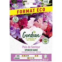Pois de senteur Spencer varié 1,5m multicolore - GRAINES GONDIAN