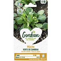 Mâche Verte de Cambrai - GONDIAN