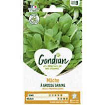 Mâche à Grosse Graine - GONDIAN