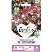 Pois de Senteur Little Sweetheart - GONDIAN
