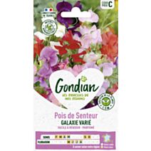 Pois de Senteur Galaxie Varié - GONDIAN