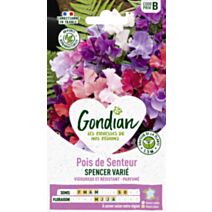 Pois de Senteur Spencer Varié - GONDIAN