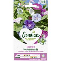 Ipomée Volubilis Variée - GONDIAN