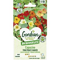 Capucine Tom Pouce Variée - GONDIAN