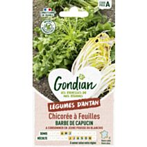 Chicorée Sauvage Amère Barbe de Capucin - GONDIAN