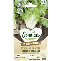 Chicorée Cornet de Bordeaux - GONDIAN