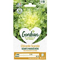 Chicorée Géante Maraîchère - GONDIAN