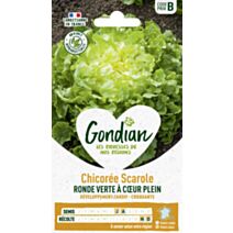 Chicorée Ronde Verte à Cœur Plein - GONDIAN