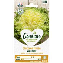 Chicorée Wallonne race Lorca - GONDIAN