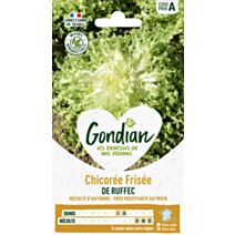 Chicorée de Ruffec - GONDIAN