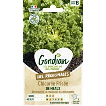 Chicorée de Meaux - GONDIAN