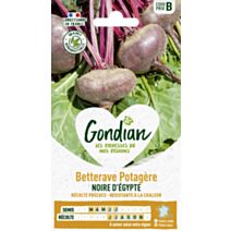 Betterave potagère Noire Plate d'Egypte - GONDIAN