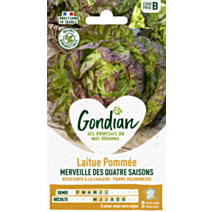 Laitue Merveille des Quatre Saisons - GONDIAN