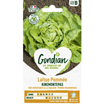 Laitue Kinemontepas - GONDIAN