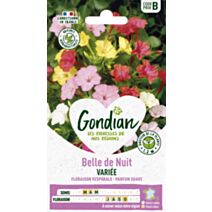 Belle de nuit Variée - GONDIAN