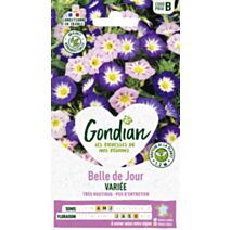 Belle de jour Variée - GONDIAN
