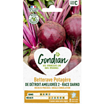 Betterave potagère de Détroit 2 race Darko - GONDIAN