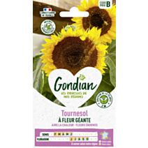 Tournesol à Fleur Géante - GONDIAN