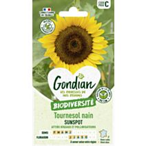 Tournesol Nain Sunspot - GONDIAN
