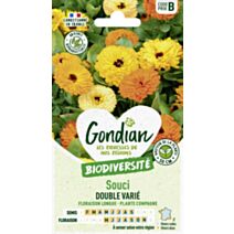 Souci Pacific Beauty Varié - GONDIAN