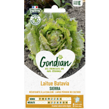 Laitue Sierra - GONDIAN