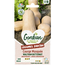 Courge Musquée Waltham Butternut - GONDIAN