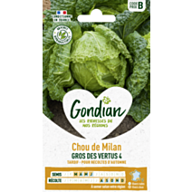 Chou de Milan Gros des Vertus 4 - GONDIAN