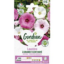 Lavatère à Grande Fleur Varié - GONDIAN