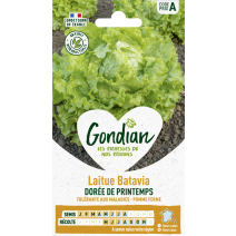 Laitue Dorée de Printemps - GONDIAN