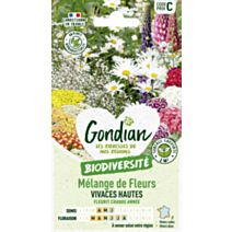 Mélange de fleurs Fleurs Vivaces Hautes - GONDIAN