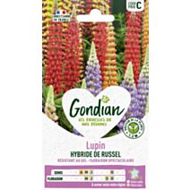 Lupin Hybride de Russell Varié - GONDIAN