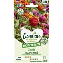 Zinnia Lilliput Varié - GONDIAN