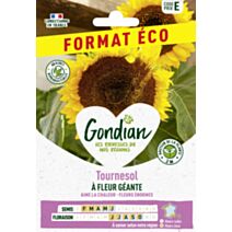 Tournesol à Fleur Géante - GONDIAN