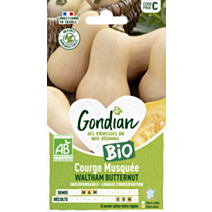 Courge Musquée Waltham Butternut Bio - GONDIAN