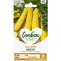 Courgette Soleil HF1 - GONDIAN