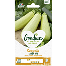 Courgette Loréa HF1 - GONDIAN