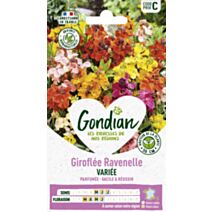 Giroflée Simple Variée - GONDIAN