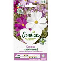Cosmos Sensation Varié - GONDIAN