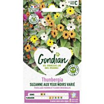 Thunbergia Varié - GONDIAN